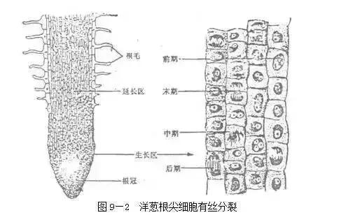 高中生物课本所有生物实验汇总,广东中考生物实验六大实验操作