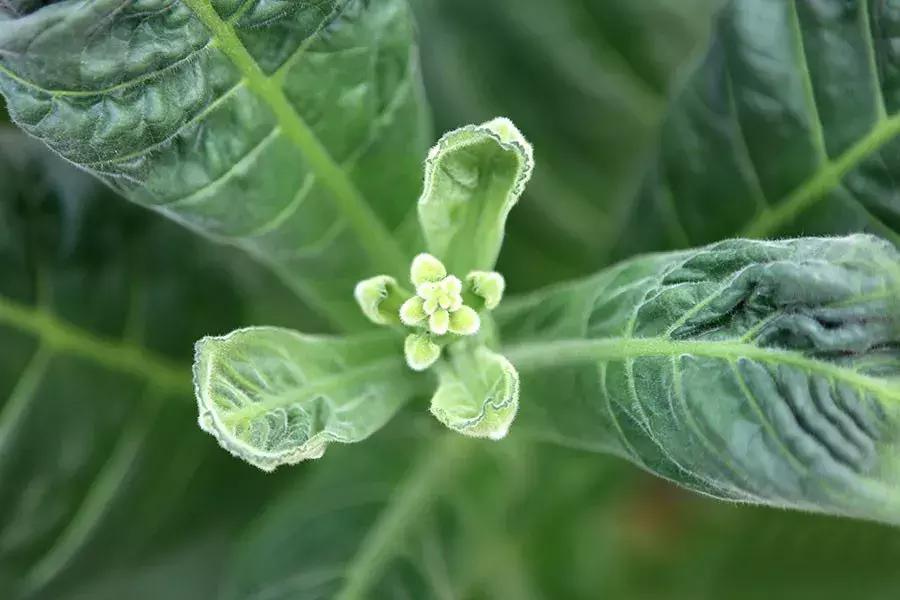 古巴的雪茄烟叶为什么这么特别,古巴雪茄烟种植