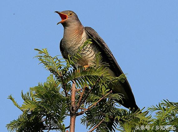 关于谷雨的农村谚语,农村有关谷雨的俗语你都听过吗