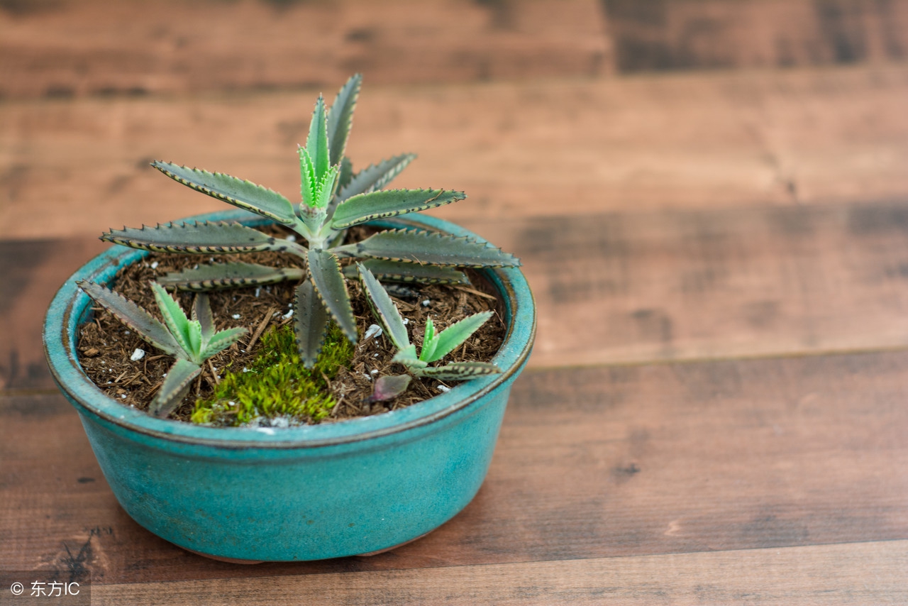 落地生根全草可入药,花卉绿植盆栽落地生根