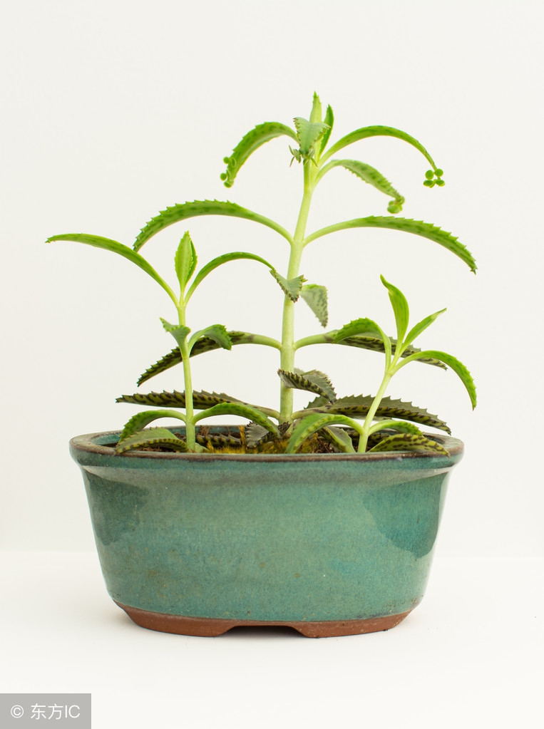 落地生根全草可入药,花卉绿植盆栽落地生根