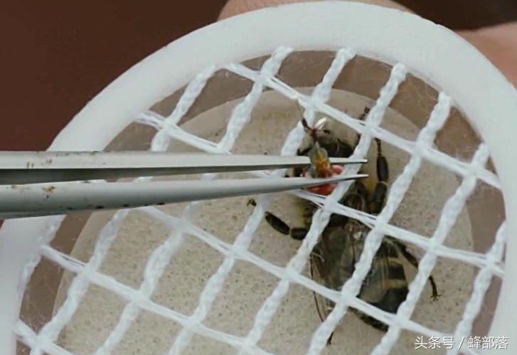 捕捉马蜂先进设备,最新捕蜂工具