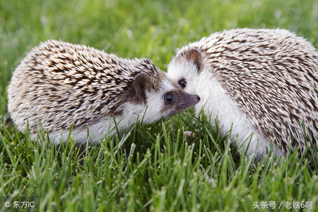 茶马古道西风瘦马是什么意思,古道西风瘦马什么意思