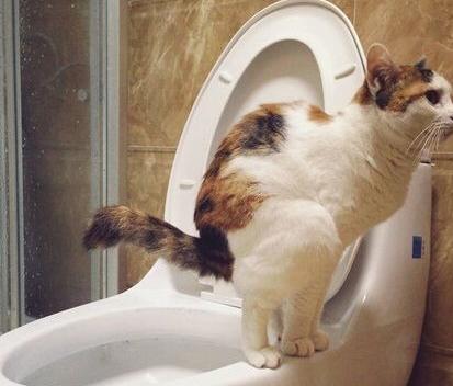 公猫咪有泌尿系统疾病的症状,春季猫咪有哪些表现