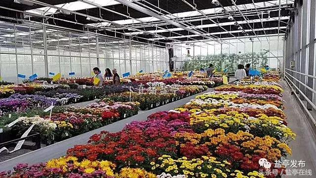 盐亭籍企业迈向国际｜卉菩园艺同荷兰客商签订1200万合作协议