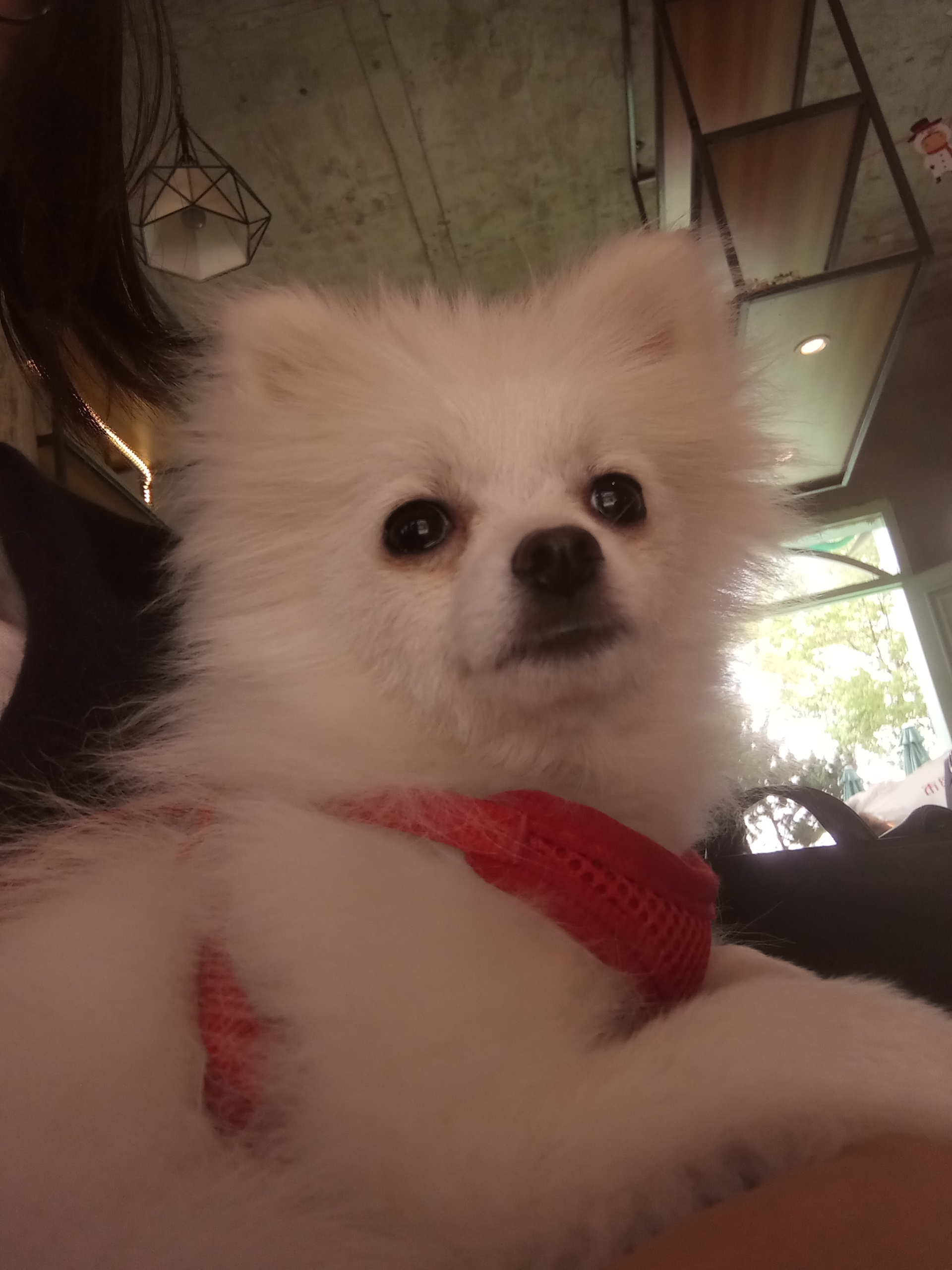 自制博美的营养餐,博美每天营养餐