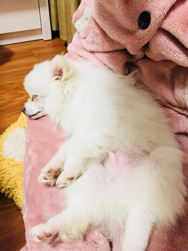 自制博美的营养餐,博美每天营养餐