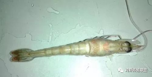 对虾出现棉花虾什么原因,对虾棉花病症状