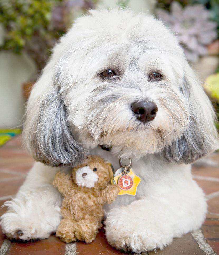 买宠物办什么证,狗狗有血统证和无血统证的区别