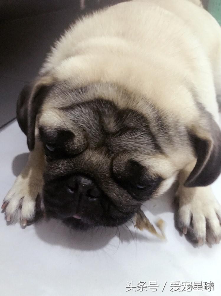 如何自制幼犬去泪痕狗粮视频教程,怎么给狗自制狗粮器