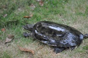 钓老鳖晚上钓行吗,老鳖饵料能钓到吗