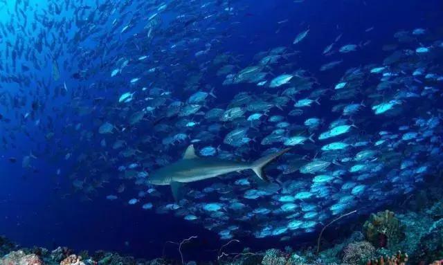 帕劳出行攻略详细,帕劳国内怎么去