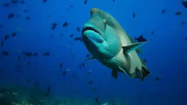 帕劳出行攻略详细,帕劳国内怎么去