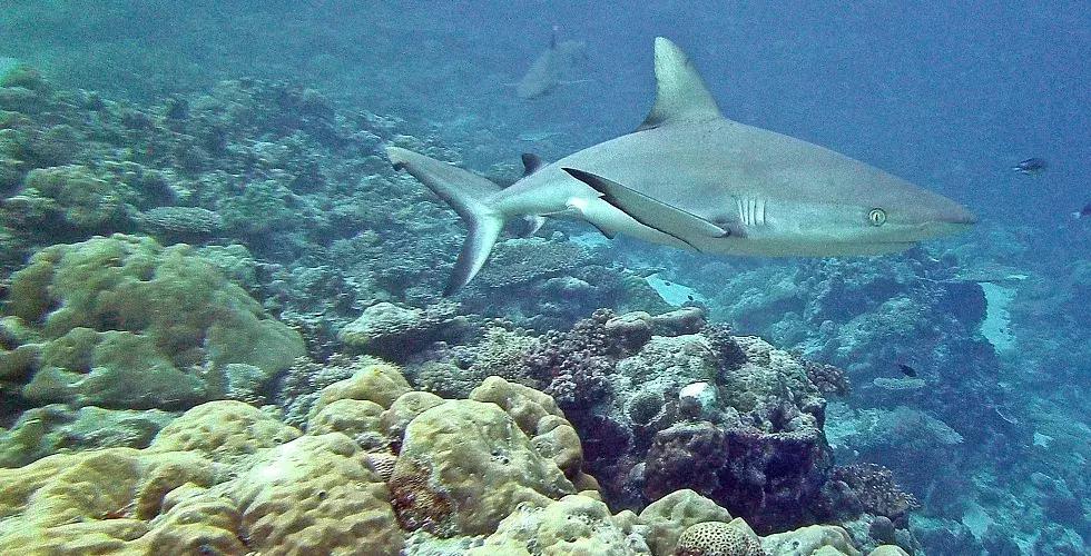 帕劳出行攻略详细,帕劳国内怎么去