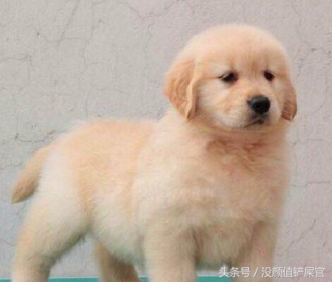 600元买的金毛靠不靠谱,金毛真实行情