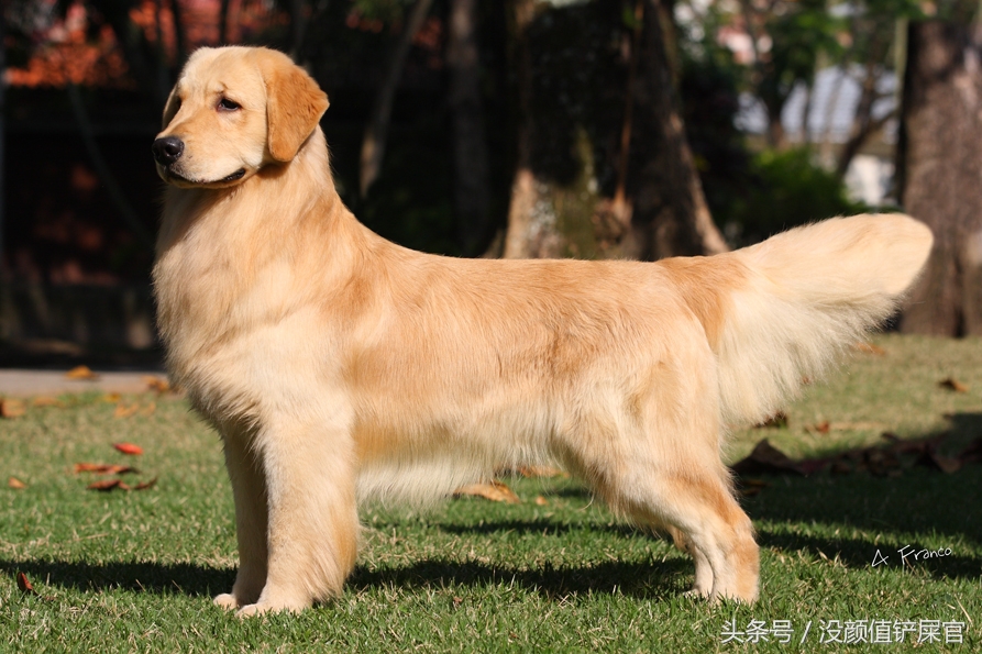 600元买的金毛靠不靠谱,金毛真实行情