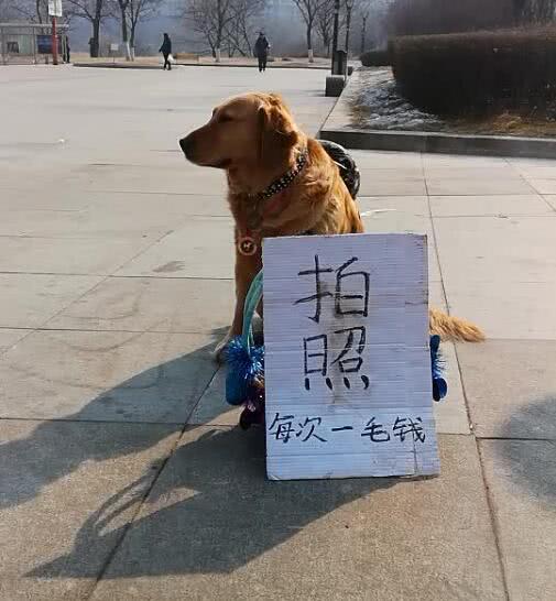 金毛犬摆地摊卖菜,金毛摆摊卖零食
