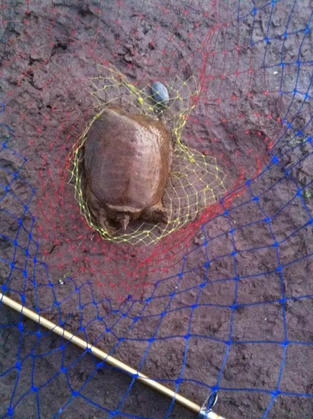 钓老鳖晚上钓行吗,老鳖饵料能钓到吗