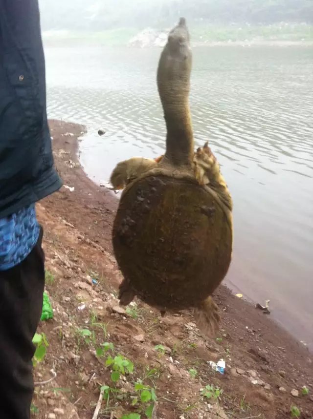 钓老鳖晚上钓行吗,老鳖饵料能钓到吗