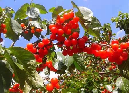 贵阳周边摘樱桃好去处,贵阳摘樱桃的地方有哪些