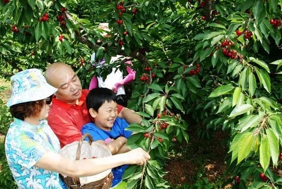 贵阳周边摘樱桃好去处,贵阳摘樱桃的地方有哪些