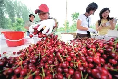 贵阳周边摘樱桃好去处,贵阳摘樱桃的地方有哪些