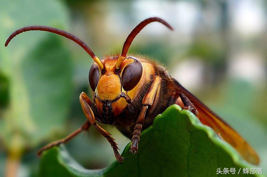 灭胡蜂神器，雷达定位、全程跟踪，直捣巢穴，这招太牛