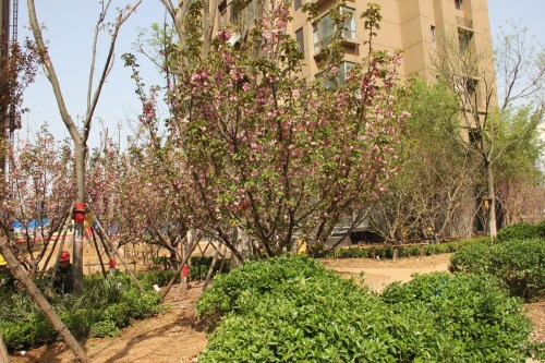 莱芜高新区热盘泰和嘉园实力见证,预计提前交房