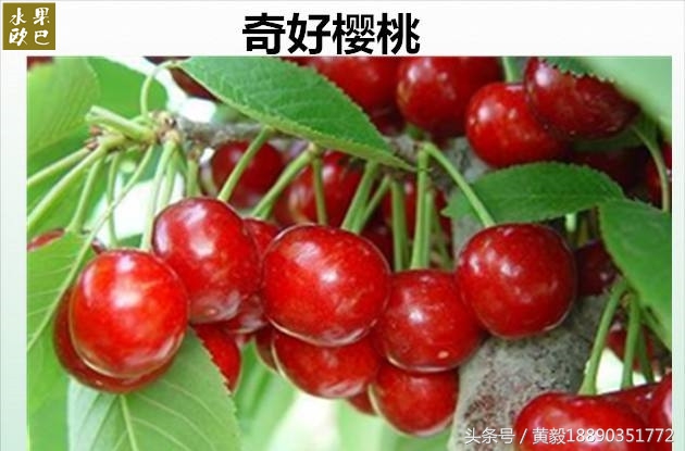 樱桃的季节和品种介绍,樱桃的品种有哪些及介绍