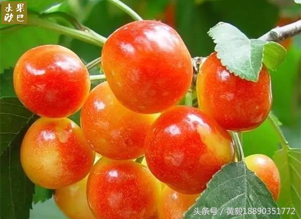 樱桃的季节和品种介绍,樱桃的品种有哪些及介绍