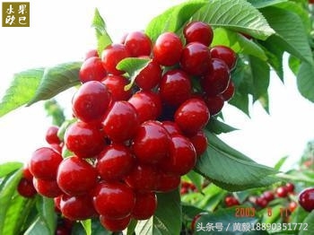 樱桃的季节和品种介绍,樱桃的品种有哪些及介绍