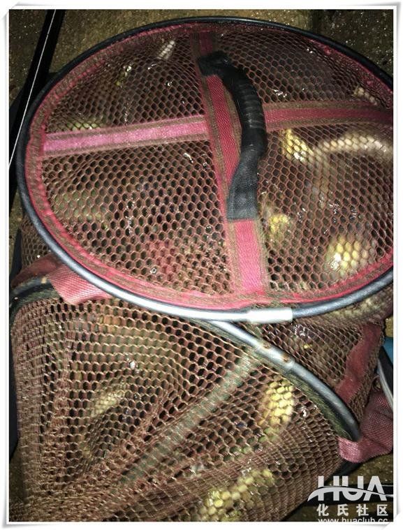 一味鲫有竿稍吗,一味鲫上鱼