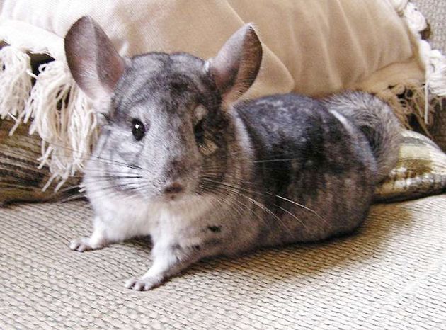 龙猫产后照顾及注意事项,母龙猫产后护理