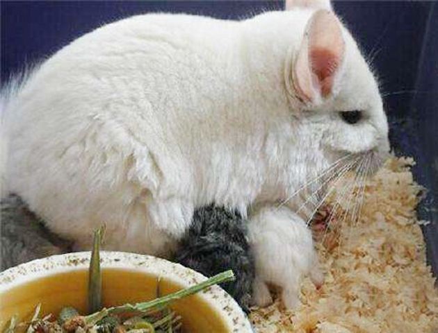 龙猫产后照顾及注意事项,母龙猫产后护理