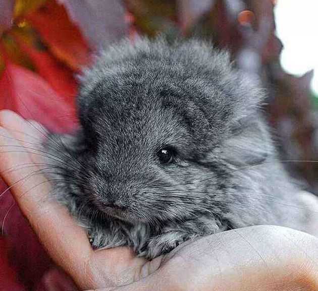 龙猫产后照顾及注意事项,母龙猫产后护理