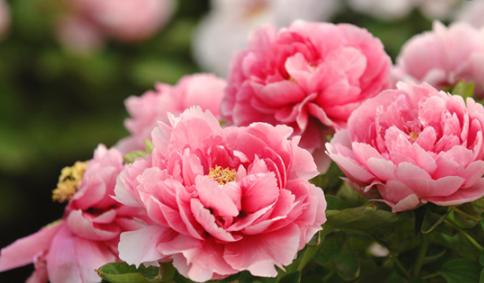 当谷雨遇上生日,当谷雨遇上汉服