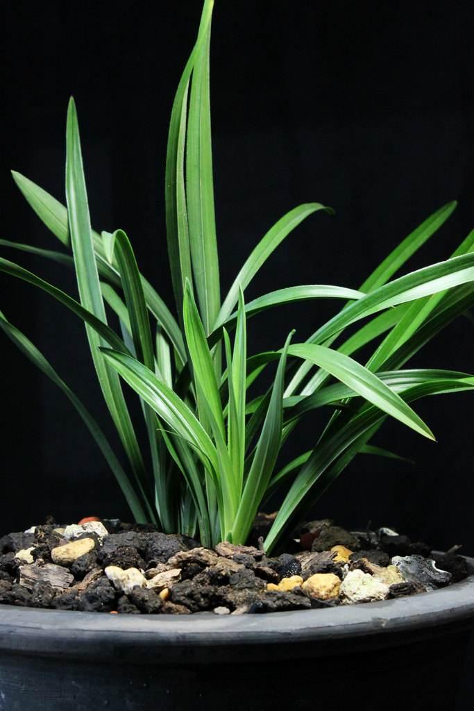 兰草怎么才能养好,兰草怎么养才能更旺盛