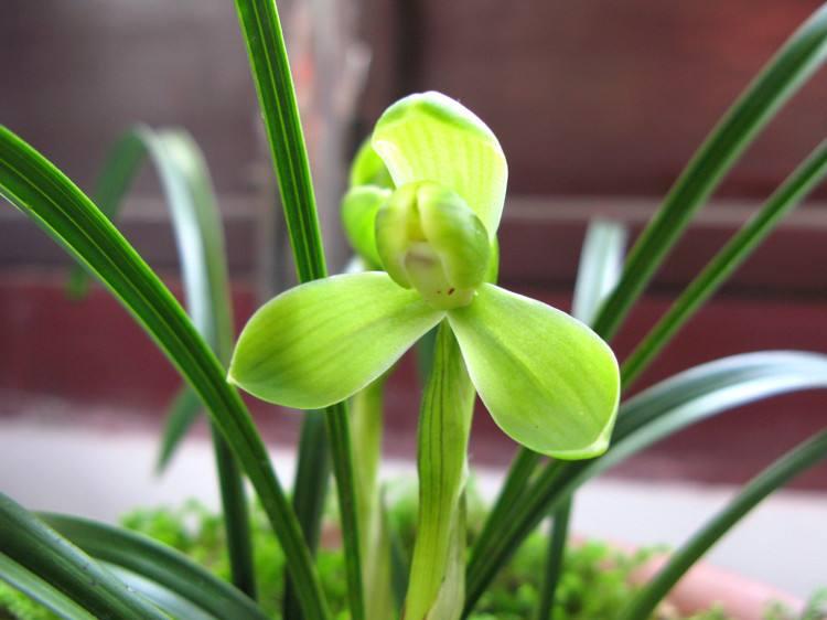 兰草怎么才能养好,兰草怎么养才能更旺盛