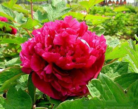 一抹馨香的视频,一抹馨香下一句