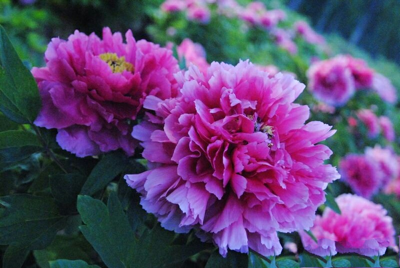 一抹馨香的视频,一抹馨香下一句