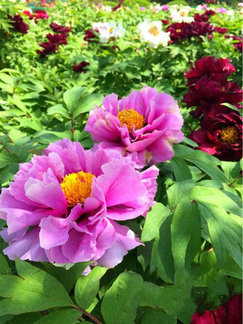 一抹馨香的视频,一抹馨香下一句