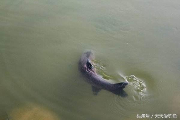 野钓流水钓鱼的正确方法和技巧,流水野钓技巧