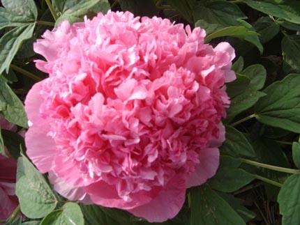 一抹馨香的视频,一抹馨香下一句