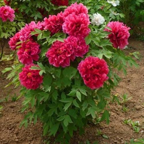 一抹馨香的视频,一抹馨香下一句