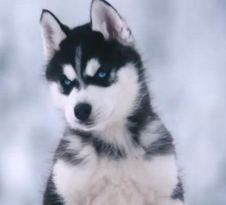 哈士奇平价狗粮哪个牌子好,哈士奇狗粮哪种好