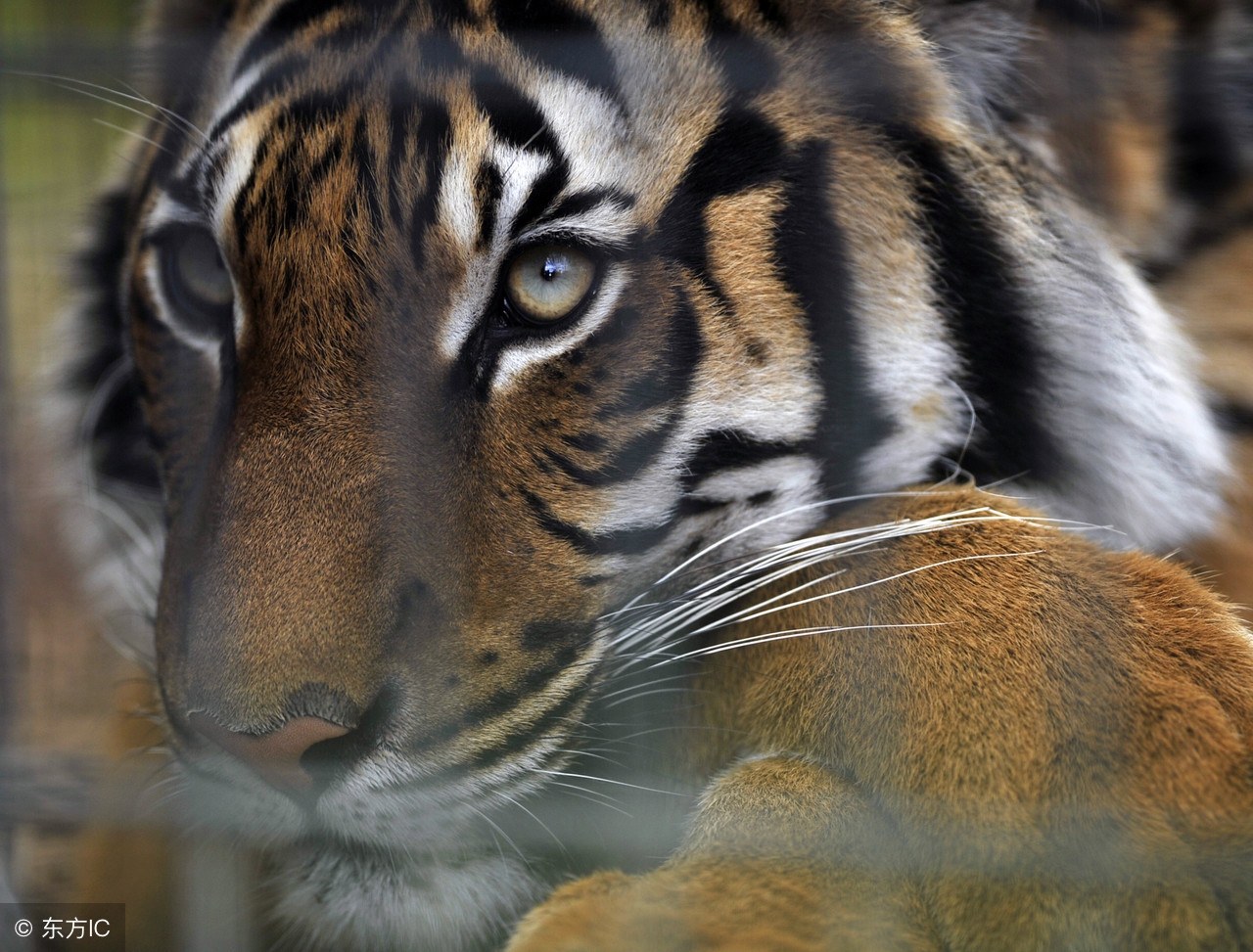 靠谱的生肖虎,生肖虎的玄学秘密与命运转变