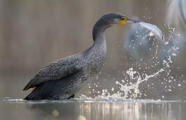 怎么克服美食的欲望,怎么克服饥饿的欲望