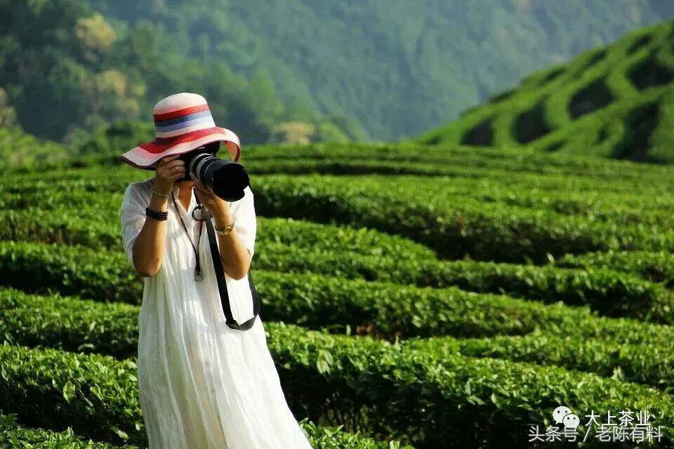 风吹雨洗满城花且饮一杯谷雨茶,何似西窗谷雨茶赏析