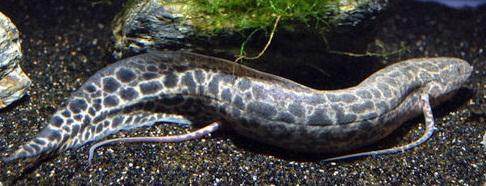 有什么样子奇特的观赏鱼,世界十大奇特的观赏鱼