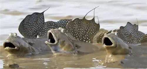 有什么样子奇特的观赏鱼,世界十大奇特的观赏鱼